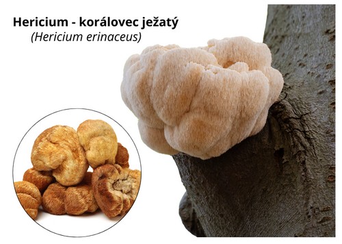 hericium - korálovec ježatý